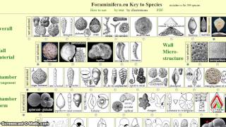 Foraminiferaeu Key to Species [upl. by Abisha]