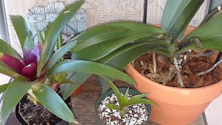 Guide to watering amp feeding your bromeliad and orchid plants🌸💦Caring for bromeliad babies [upl. by Zach]