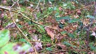 Chanterelle en tube et Chanterelle Jaunissante 27102017 [upl. by Marleen]