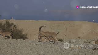 Wild Ibexes of the Pyrenees Exploring Spains Mountain Wildlife animal2024 wildlife [upl. by Eux875]