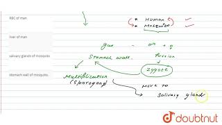 Sporogony in the life of Plasmodium occurs in [upl. by Anitac724]