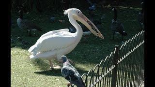 The White Pelican Eats Pigeon [upl. by Maje]