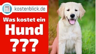 Was kostet ein Hund  Alle Kosten und Wissenswertes im Überblick [upl. by Nnaeirrac]