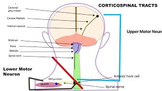 Corticospinal tract pathway animation [upl. by Lundgren]