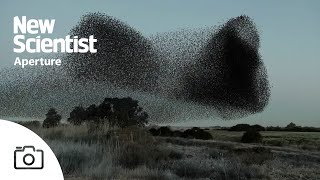 Watch mesmerising footage of starling murmurations from around Europe [upl. by Biondo]