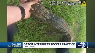 Gator invades soccer practice in Cape Coral [upl. by Anoek385]