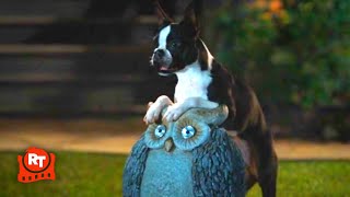 Strays 2023  Drunk Dogs Doofy Scene  Movieclips [upl. by Greenstein]