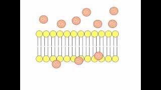 Simple Diffusion Animation [upl. by Ueik549]