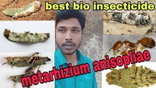 Metarhizium anisopliae  bio insecticide जैविक कीटनाशक  जैविक खेती [upl. by Blain]