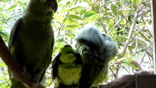 Amazon Parrots Mating [upl. by Ennovi]