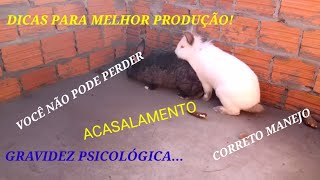 Dicas para acasalamento dos coelhos como evitar gravidez psicológica [upl. by Bram366]