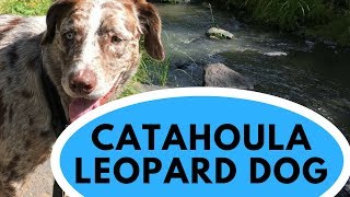 Catahoula Leopard Dog  All You Need to Know [upl. by Holton]