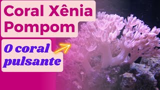 Coral Xenia Pompom  Pulsante [upl. by Barnabe]