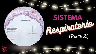 Sistema Respiratorio Parte 2 [upl. by Aelahc81]