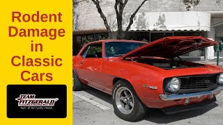 Protecting Classic Cars from Mice and Rat Damage [upl. by Mingche412]