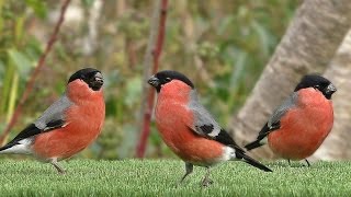 Oiseaux de Jardin  Garden Birds  Hagefugler  Gartenvögel  Tuinvogels  Trädgårdsfåglar [upl. by Spanos]