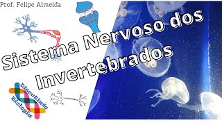 Aula de Sistema Nervoso dos Invertebrados [upl. by Muryh967]