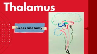 Thalamus   Gross Anatomy of the thalamus  Diencephalon Part 1a [upl. by Juakn968]