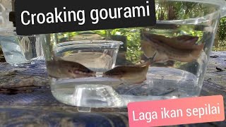 trichopsis Vittata croaking gourami fight  cara menjadikan ikan sepilai garang [upl. by Aym397]