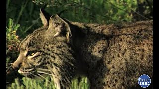 El felino más amenazado del planeta el Lince Ibérico y su vida en el Parque Nacional de Doñana [upl. by Bronson]