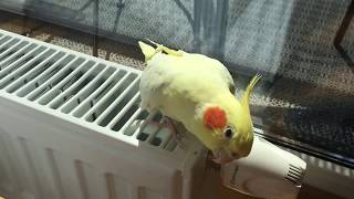 Singing parrot cockatiel Kesha [upl. by Novyaj]