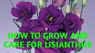 Secret tips How to Grow and Care for Lisianthus নন্দিনী ফুলের পরিচর্যা [upl. by Philipp]