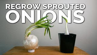 Weird Way to Regrow Onions For Better Results [upl. by Resiak]