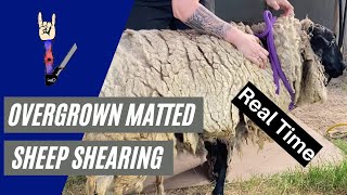 Overgrown Matted Sheep Shearing [upl. by Nrehtak846]