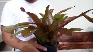 How to propagate bromeliads Dissecting Pup from mother plant [upl. by Etteniotna613]