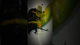 Katydid vs Beetle 🦗⚡️🪲InsectWars insects fypシ゚viral arachnid wildlife [upl. by Ojahtnamas]