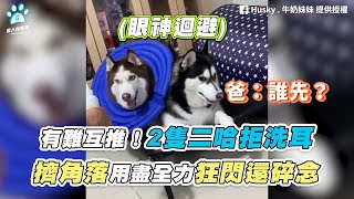 【有難互推！2隻二哈拒洗耳 擠角落用盡全力狂閃還碎念】｜FB  Husky  牛奶妹妹  七寶之家 [upl. by Aynat]