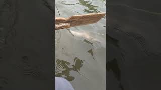 fishing fihing fish fiahing videogama carpfishing fiish beachfishing carp filefish [upl. by Wilkison55]