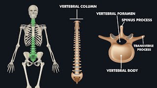 Anatomy of Vertebral Column  Spine 3d animation [upl. by Aiynat]