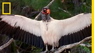 King Vultures  National Geographic [upl. by Mlawsky]