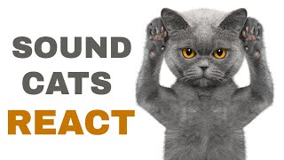 Sound For Cats To React [upl. by Ahsaeyt186]