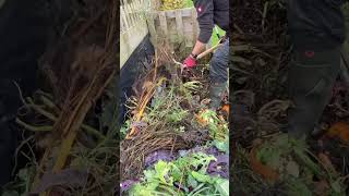 Turning over compost heap and using the compost to top up vegetable beds [upl. by Bosson]