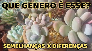 12 Suculentas dos generos pachyphytum e adromischus [upl. by Oinegue]