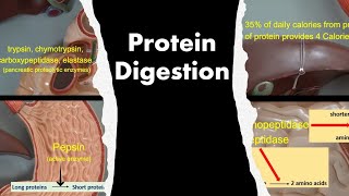 Protein Digestion [upl. by Notnarb]