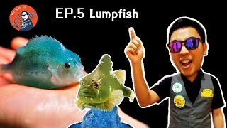 SWT Ep5 ปลาลัมพ์ Lump fishLump Sucker [upl. by Hogle]