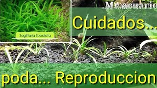 Ficha Sagitaria Subulata  Cuidados y Reproducción [upl. by Ahsirkal782]