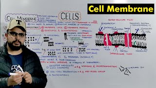 Cell membrane  Plasma Membrane Structure and Function Detailed Lecture [upl. by Christoffer150]