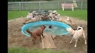 47 Cool Backyard Ideas For Dogs [upl. by Elburt]