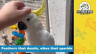 Gorgeous Sulphur Crested Cockatoo  Victorian Bird Co [upl. by Leunas]