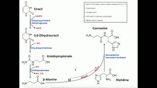 Exercise Physiology  BetaAlanine Carnosine Biosynthesis amp Functions [upl. by Acined]