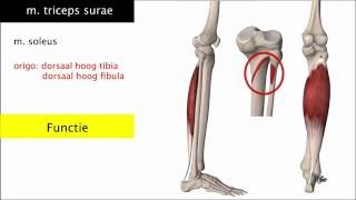 De onderbeenspieren triceps surae en tibialis anterior  voetbewegingen [upl. by Hopper]