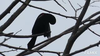 Red winged blackbird Canada [upl. by Ossie]