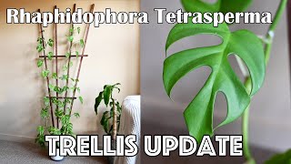 Rhaphidophora Tetrasperma Trellis Project UPDATE  Mini Monstera Plant [upl. by Kaitlyn632]