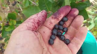 Aronia Chokberry Picking Fekete Berkenye szedĂ¨s aronia nature [upl. by Griseldis]