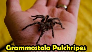 Grammostola Pulchripes  informacion en español [upl. by Ieluuk543]