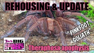 Theraphosa apophysis quotPinkfoot Goliathquot Rehouse and Update SEE DESCRIPTION [upl. by Arrakat535]